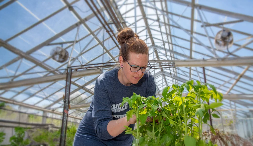 Student studies a plant in the FLCC Greenhouse at the main campus in Canandaigua.