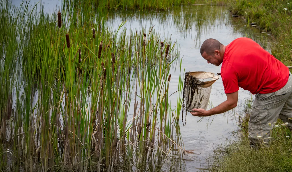 Cattails, trees, and other wetland plants border a shallow pond on a cool summer day. A student stands on shore holding a net, observing the water.