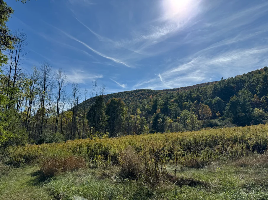 Grass against tree line and blue sky