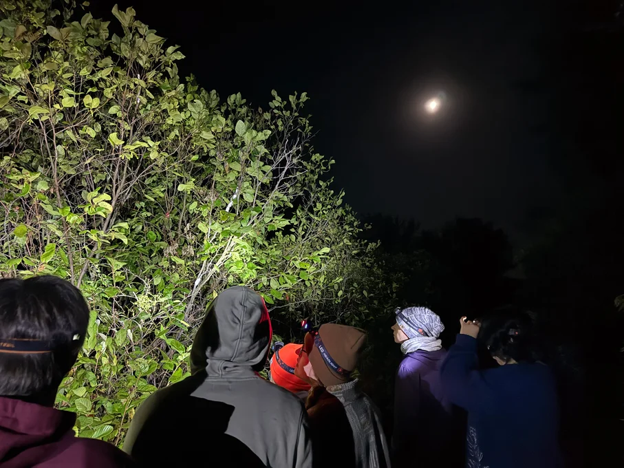 Students with headlamps looking at a tree at night