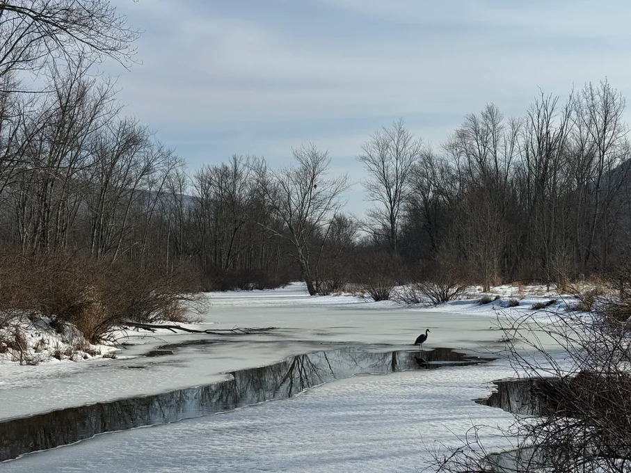 Half-frozen stream in front of trees with a great blue heron standing on the ice