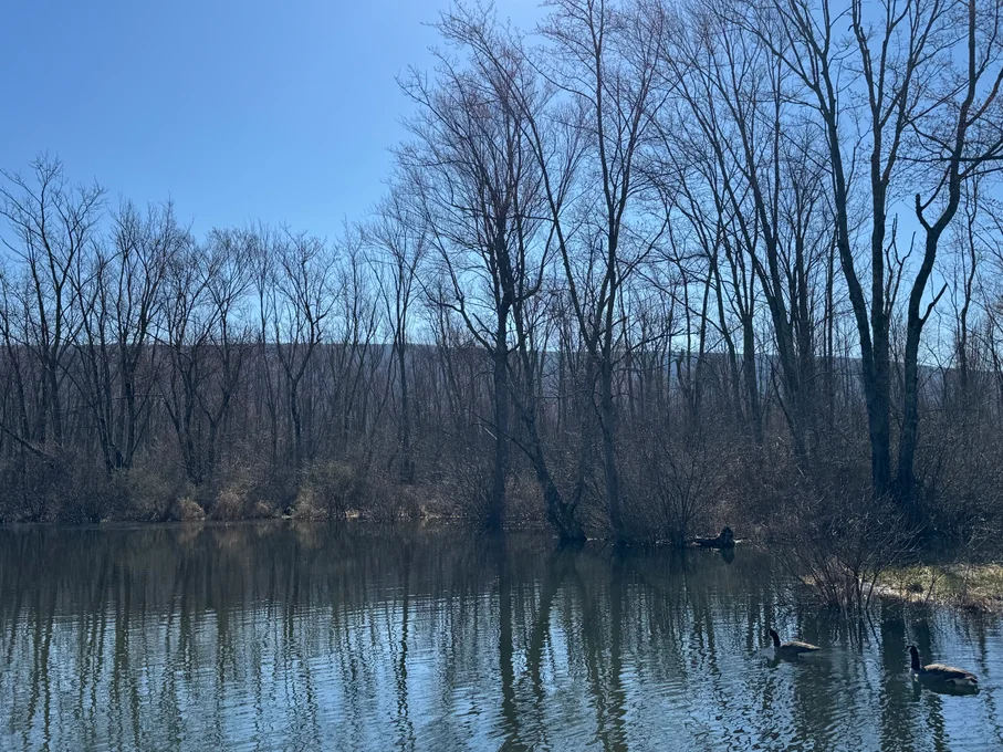 Canada Geese swimming in channel against trees