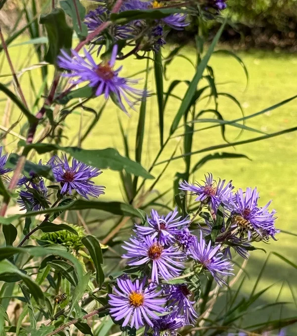 Purple flower against green background
