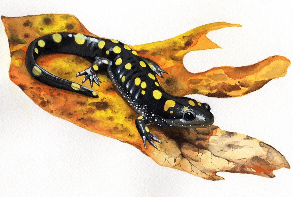Drawing of a spotted salamander on a leaf