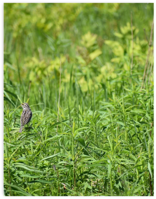 Savannah Sparrow perched on grass in a meadow