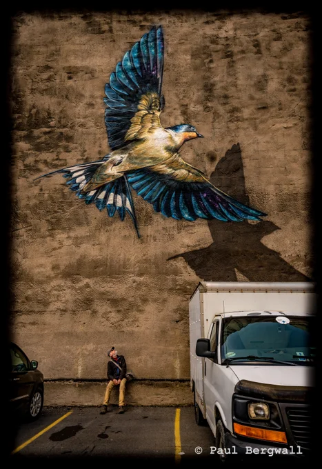 Image of bird in flight over a parked truck
