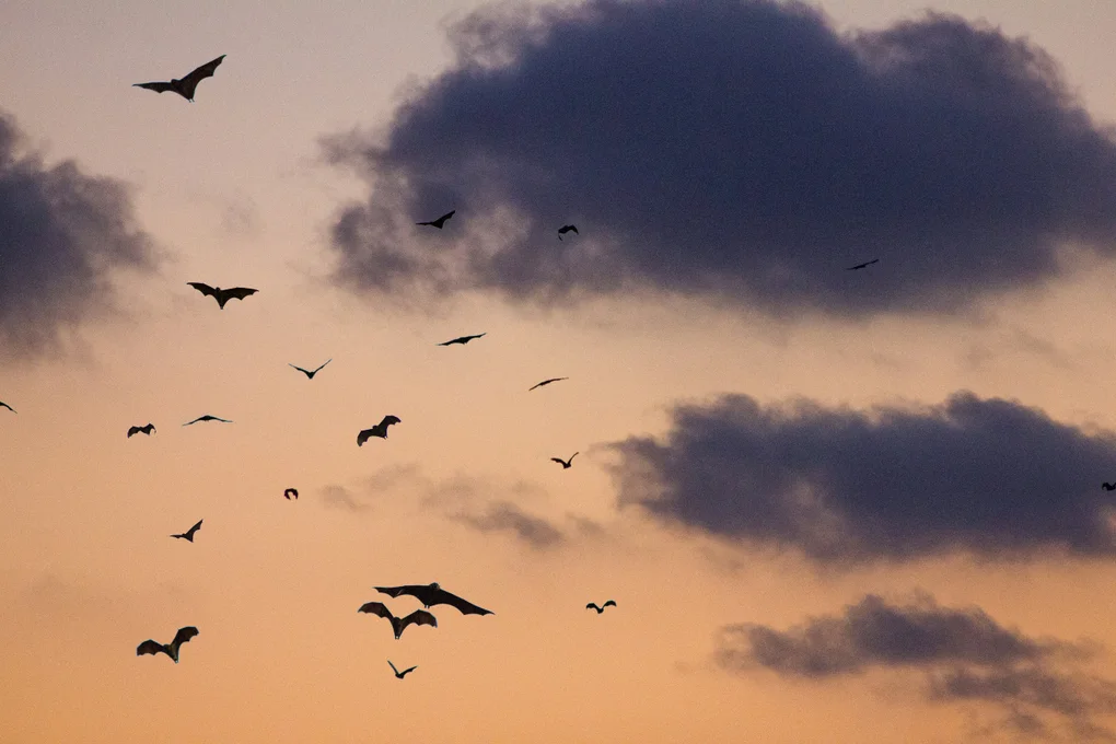 bats flying in sky