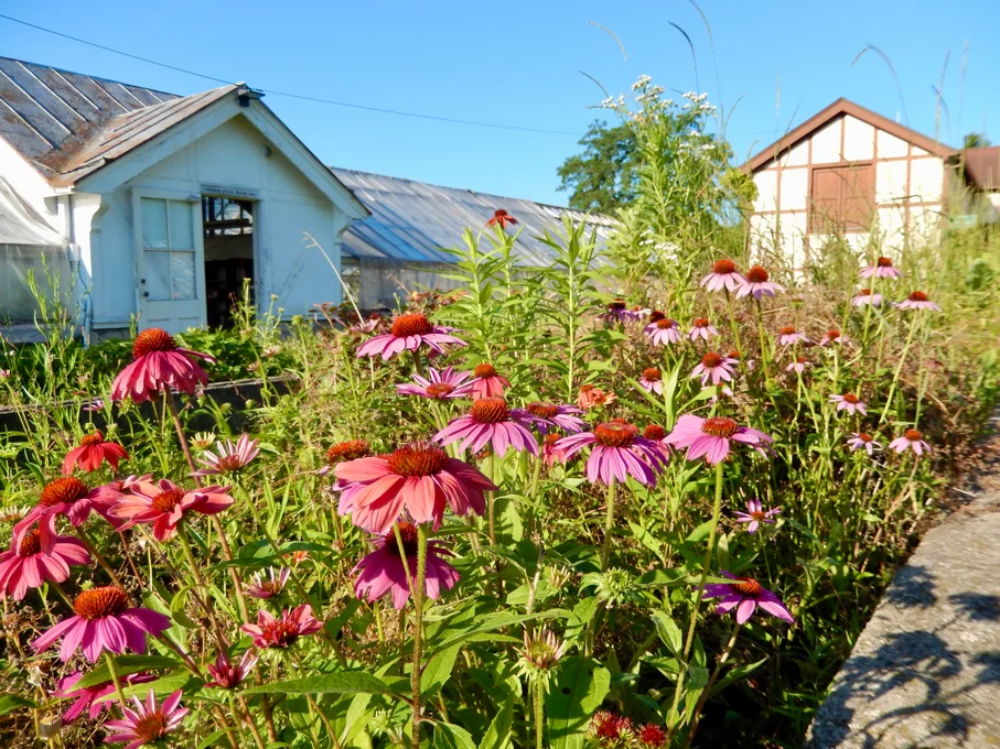 Purple Coneflower plant meadow in front of a building