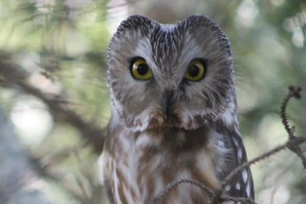 An owl perched on the branch of a tree facing