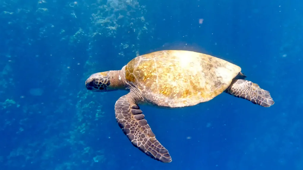A tortoise swimming in clear blue water
