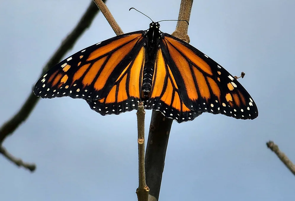 A monarch butterfly perched on a branch with open wings.
