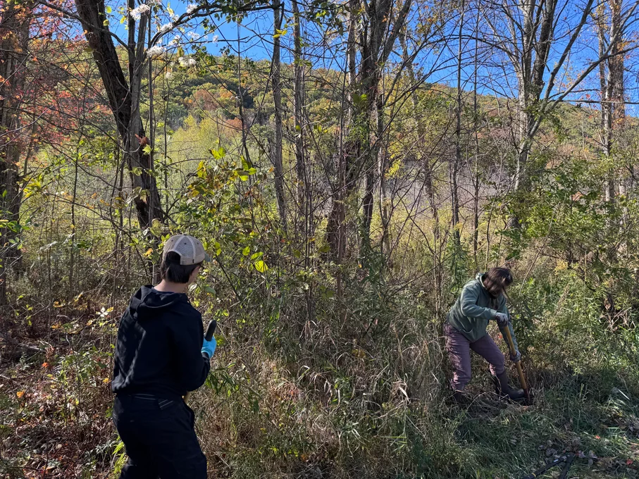 Student and Professor removing invasive species.