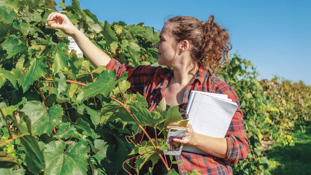 A Viticulture student stands in a lush, late summer vineyard pulling a grape from the vine.