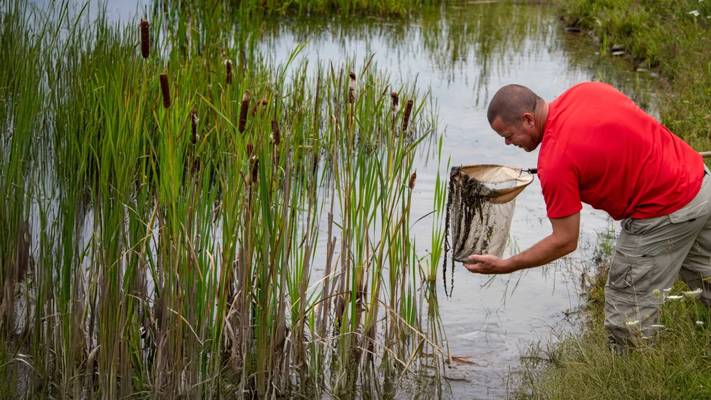 Cattails, trees, and other wetland plants border a shallow pond on a cool summer day. A student stands on shore holding a net, observing the water.