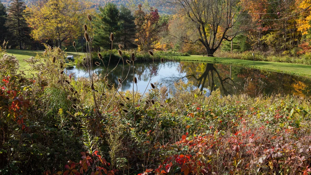 East Hill Campus. A small pond surrounded by trees and native plants.