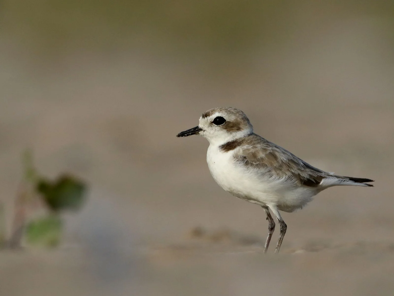 Snowy plover
