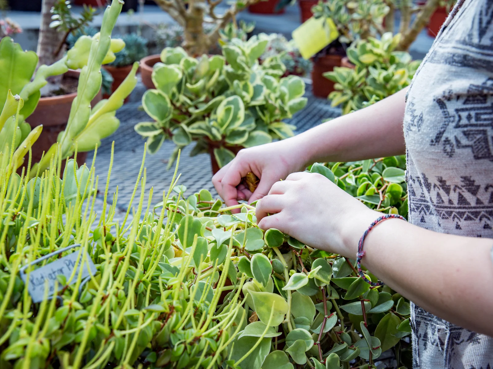 Hands working with young plants