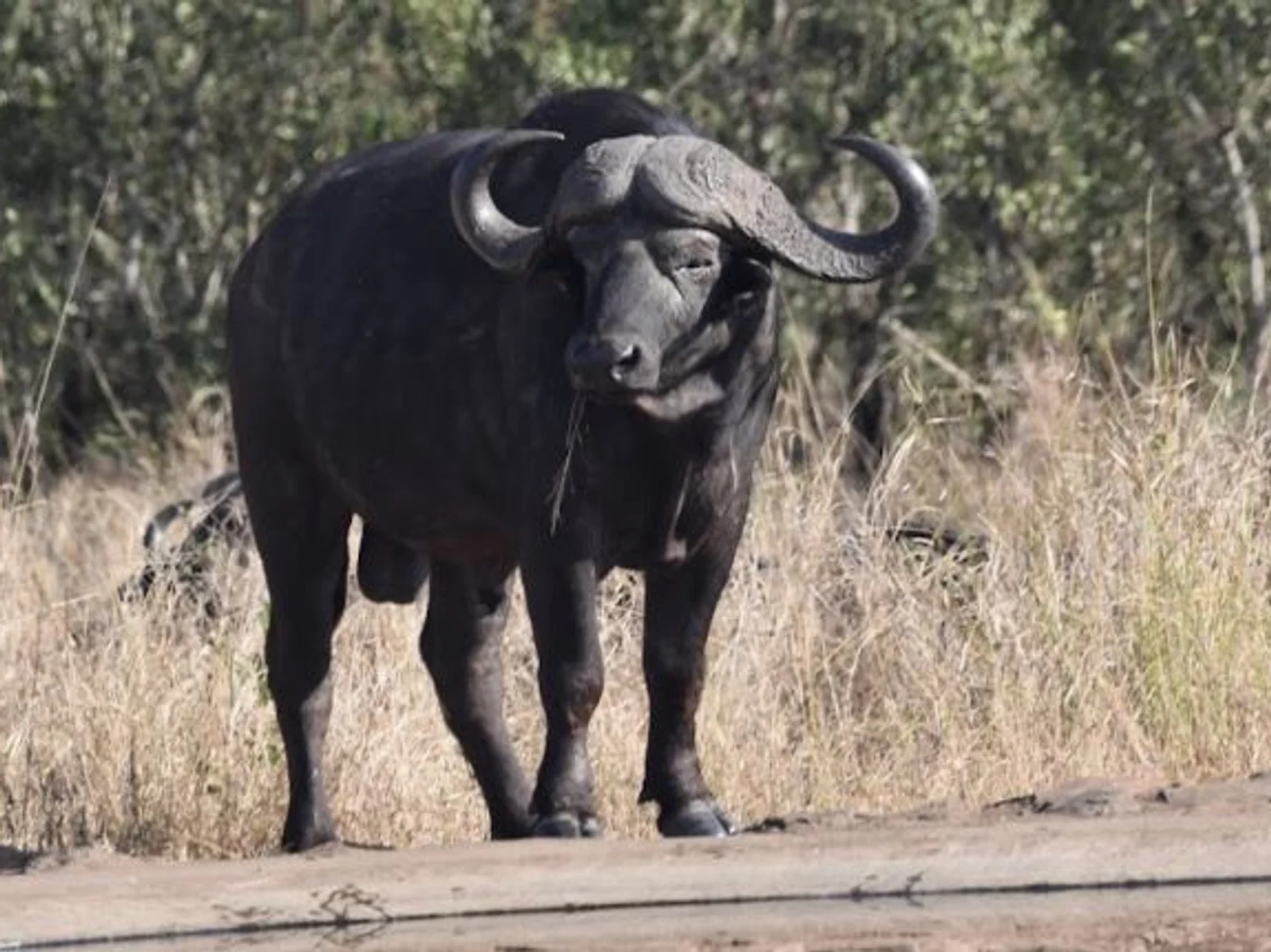 A view of passengers in an open air truck on a game reserve