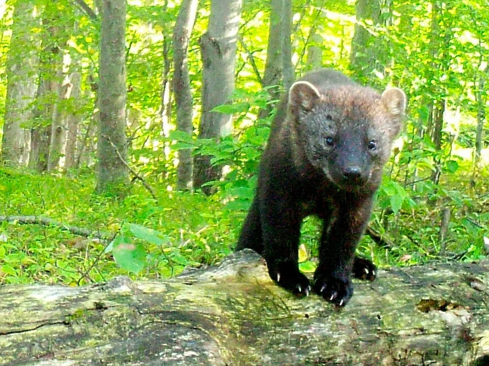 Fisher facing forward
