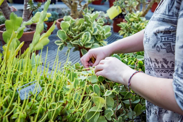 Hands working with young plants