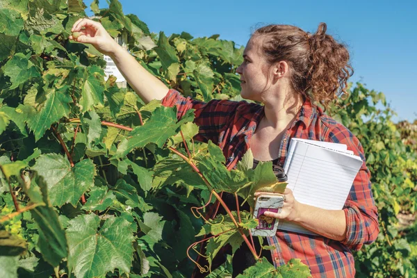A Viticulture student stands in a lush, late summer vineyard pulling a grape from the vine.
