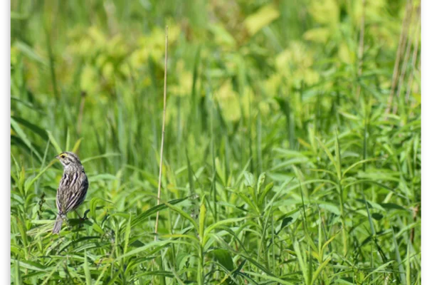 Savannah Sparrow perched on grass in a meadow