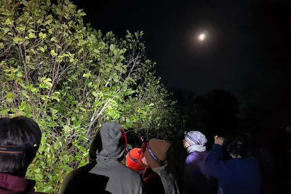 Students with headlamps looking at a tree at night
