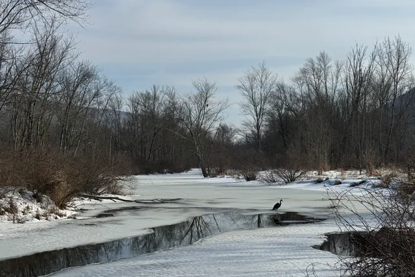 Half-frozen stream in front of trees with a great blue heron standing on the ice