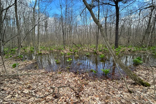 Pool of water in forest