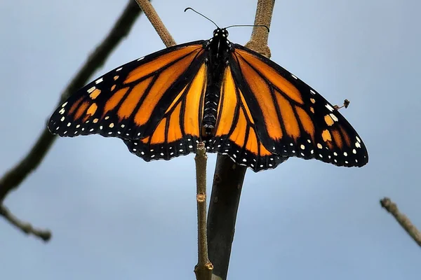 A monarch butterfly perched on a branch with open wings.
