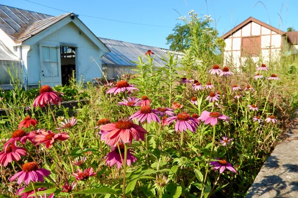 Purple Coneflower plant meadow in front of a building