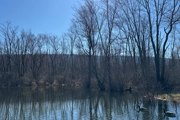 Canada Geese swimming in channel against trees