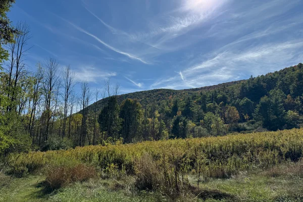 Grass against tree line and blue sky