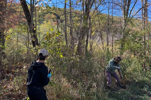 Student and Professor removing invasive species.