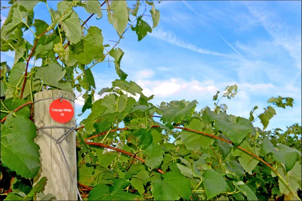 Fence post and green grape vines under a blue sky