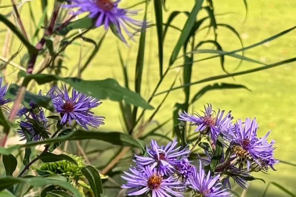 Purple flower against green background