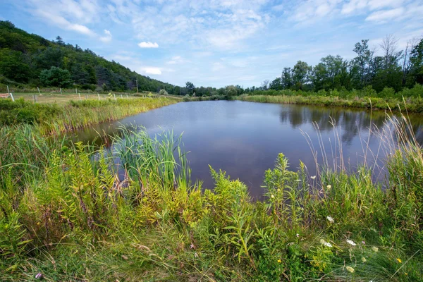 Muller Pond and its surrounding wetlands.