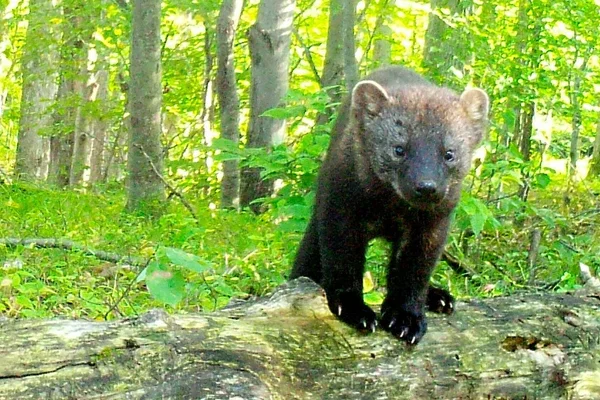 Fisher facing forward