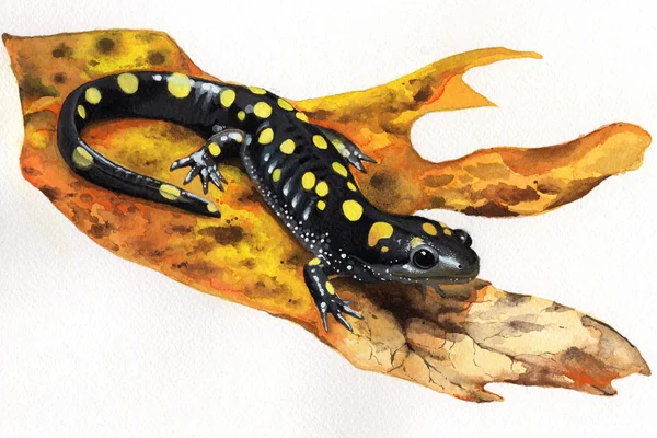 Drawing of a spotted salamander on a leaf