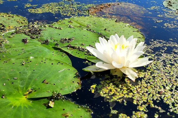 Lily pad and flower in the Honeoye Inlet.