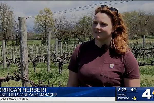 Corrigan Herbert in vineyard