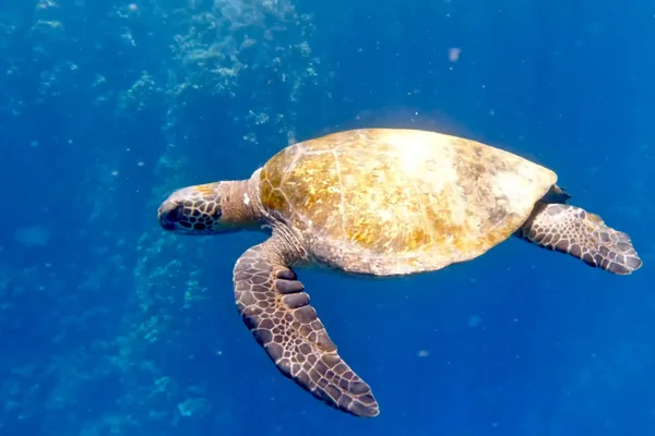 A tortoise swimming in clear blue water