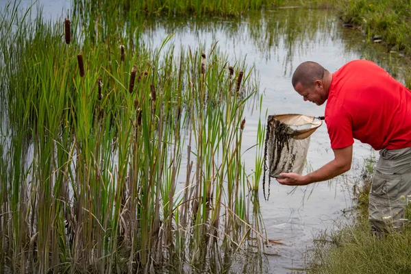 Cattails, trees, and other wetland plants border a shallow pond on a cool summer day. A student stands on shore holding a net, observing the water.