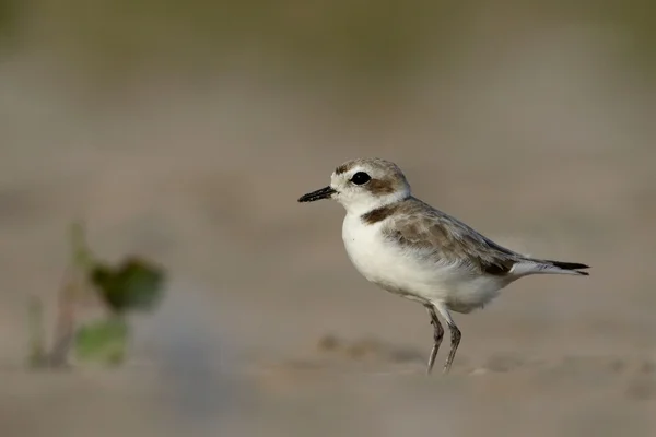 Snowy plover