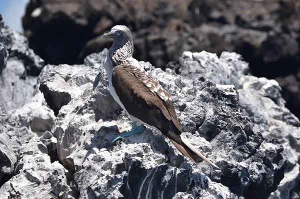 A bird perched on bare volcanic rock