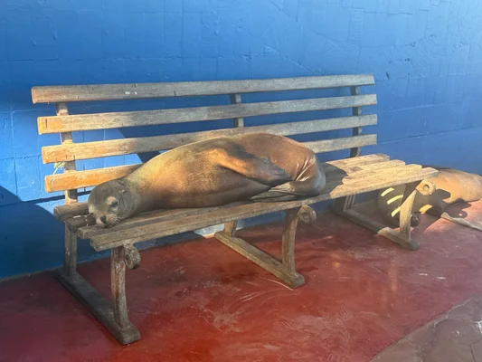 A seal snoozing on a bench made of wooden boards