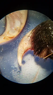 Snake scales in a microscope