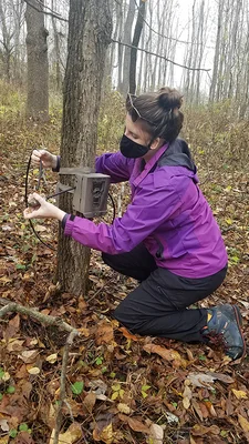 Woman affixing a camera to a tree