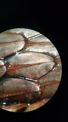 Snake scales in a microscope