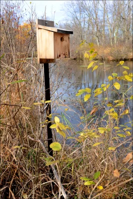 Bird house near waterway